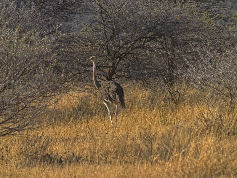 Ostrich, Waterberg